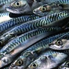 Fresh Fish (to be smoked)